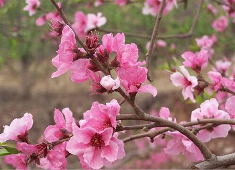 命帶桃花的人|【命帶桃花的人】命帶桃花？讓你桃花朵朵開的秘訣在此！